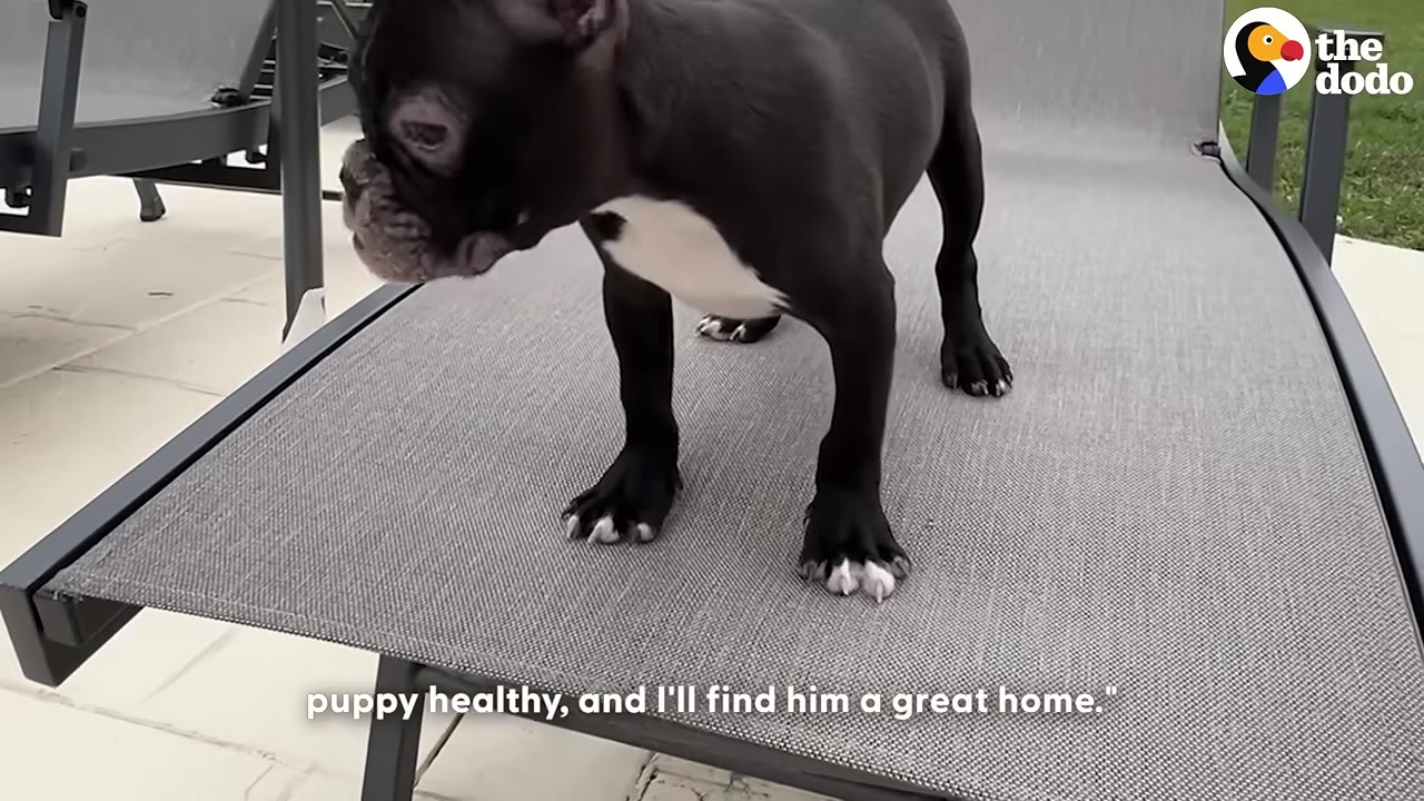 A black and white French bulldog puppy standing on a grey mesh lounge chair.