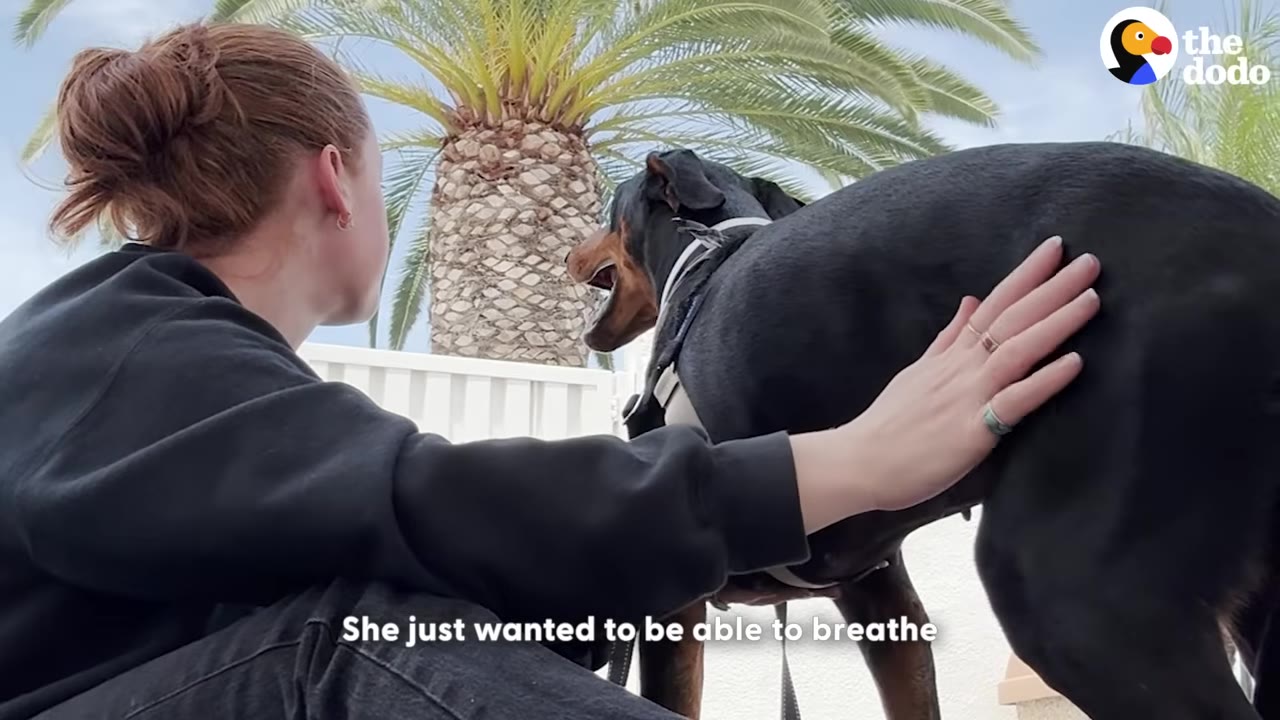 A woman with her hair in a bun sits outside next to a black and tan Doberman, petting the dog's back as the dog stands with its mouth open in front of a palm tree.