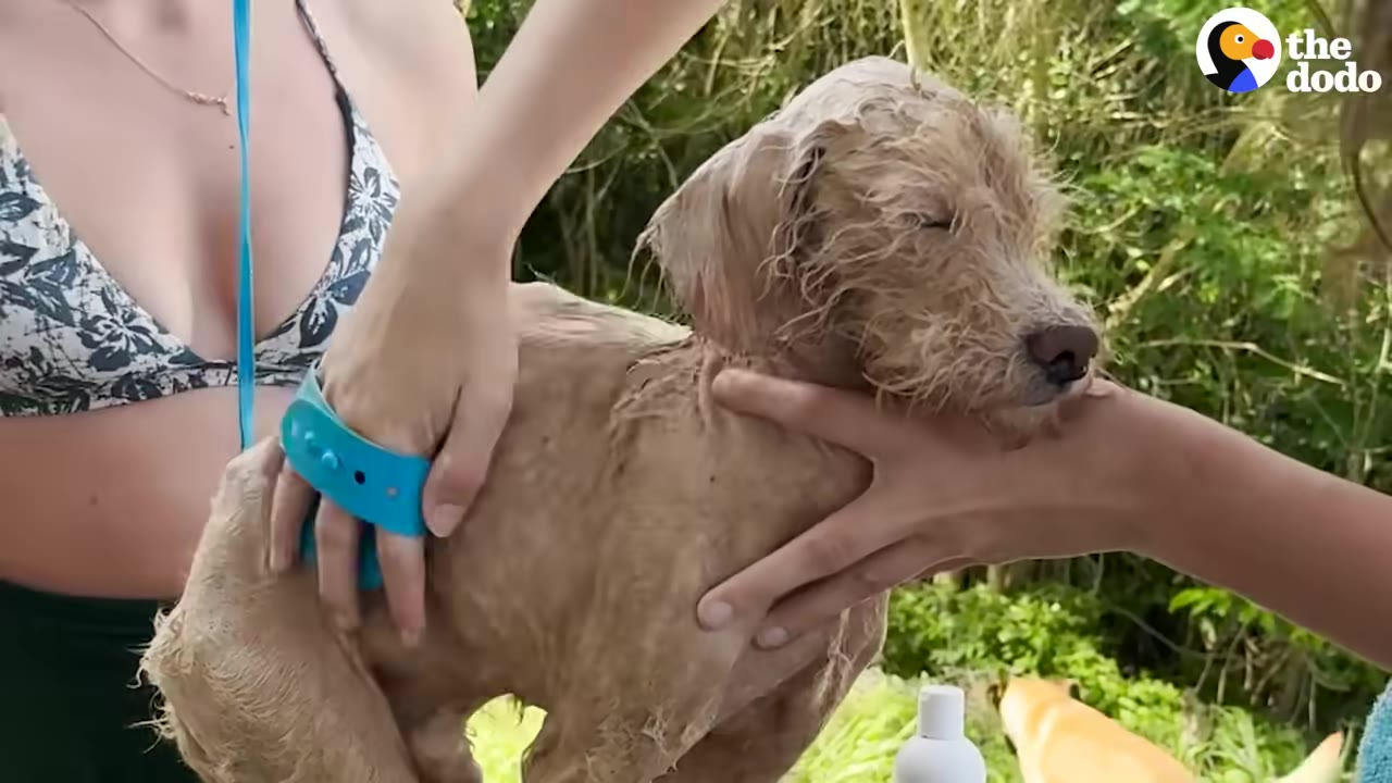 A close-up shot of a wet, light brown dog being gently brushed with a blue rubber grooming brush by its rescuers.
