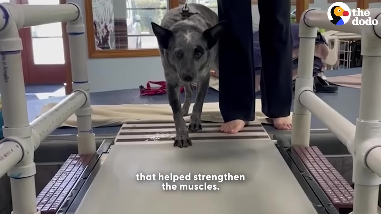 A gray and black dog walks on an underwater treadmill during a physical therapy session, with a person standing beside it.