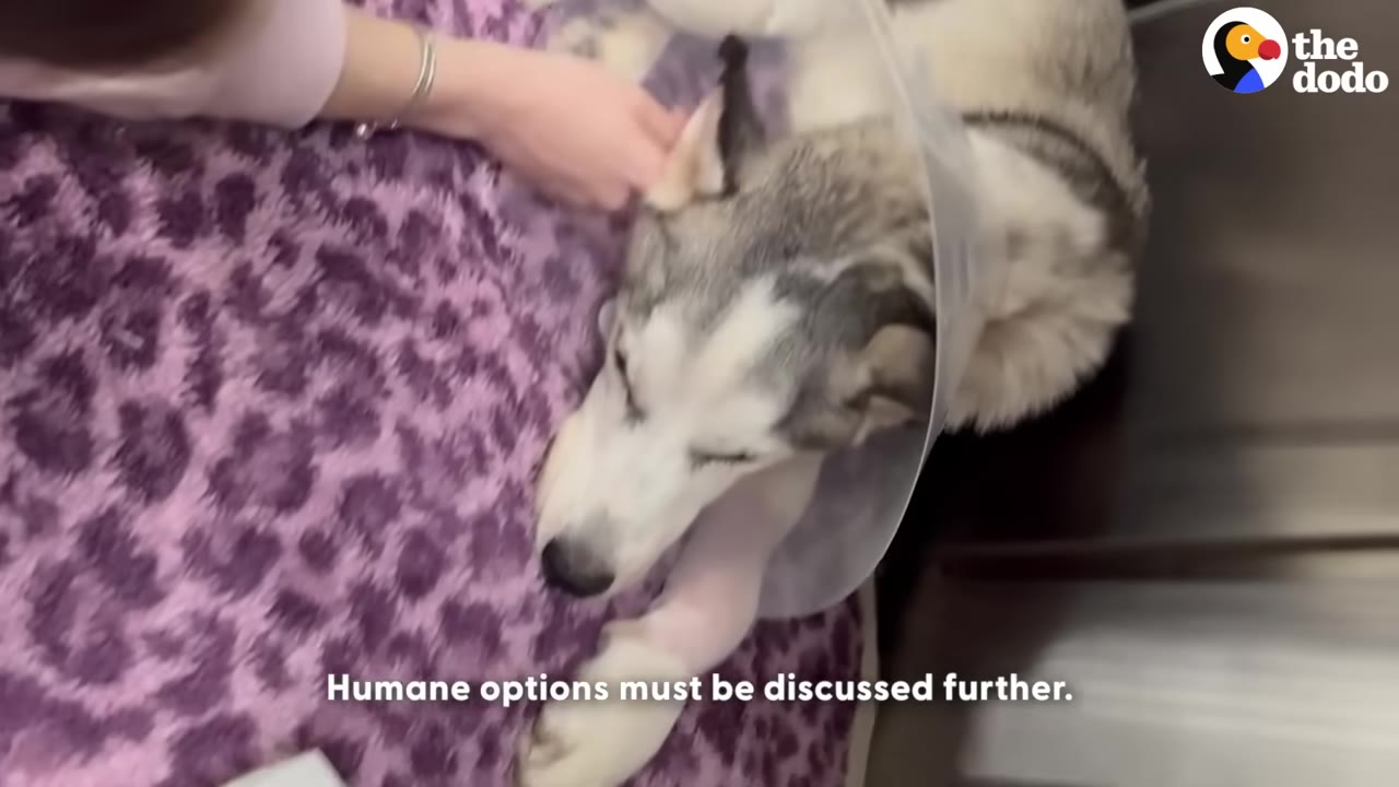 A husky dog wearing a protective plastic cone lies on a purple leopard-print blanket while a person's hand gently pets its head.
