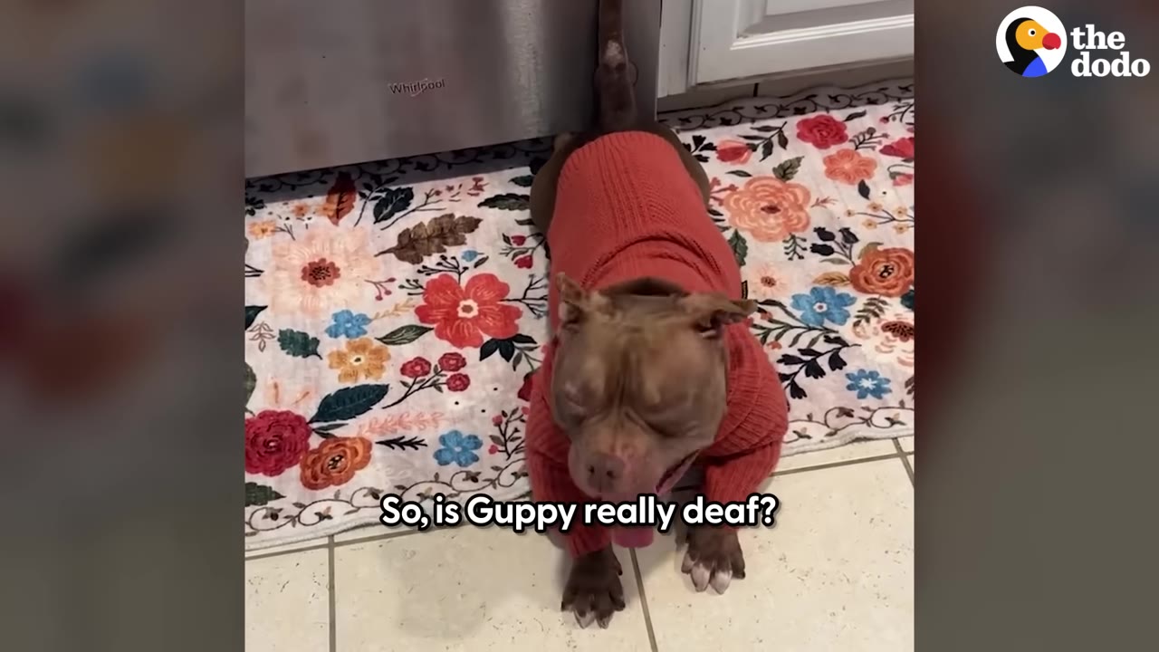 A brown dog named Guppy wearing a red knit sweater lies on a floral rug next to a refrigerator.