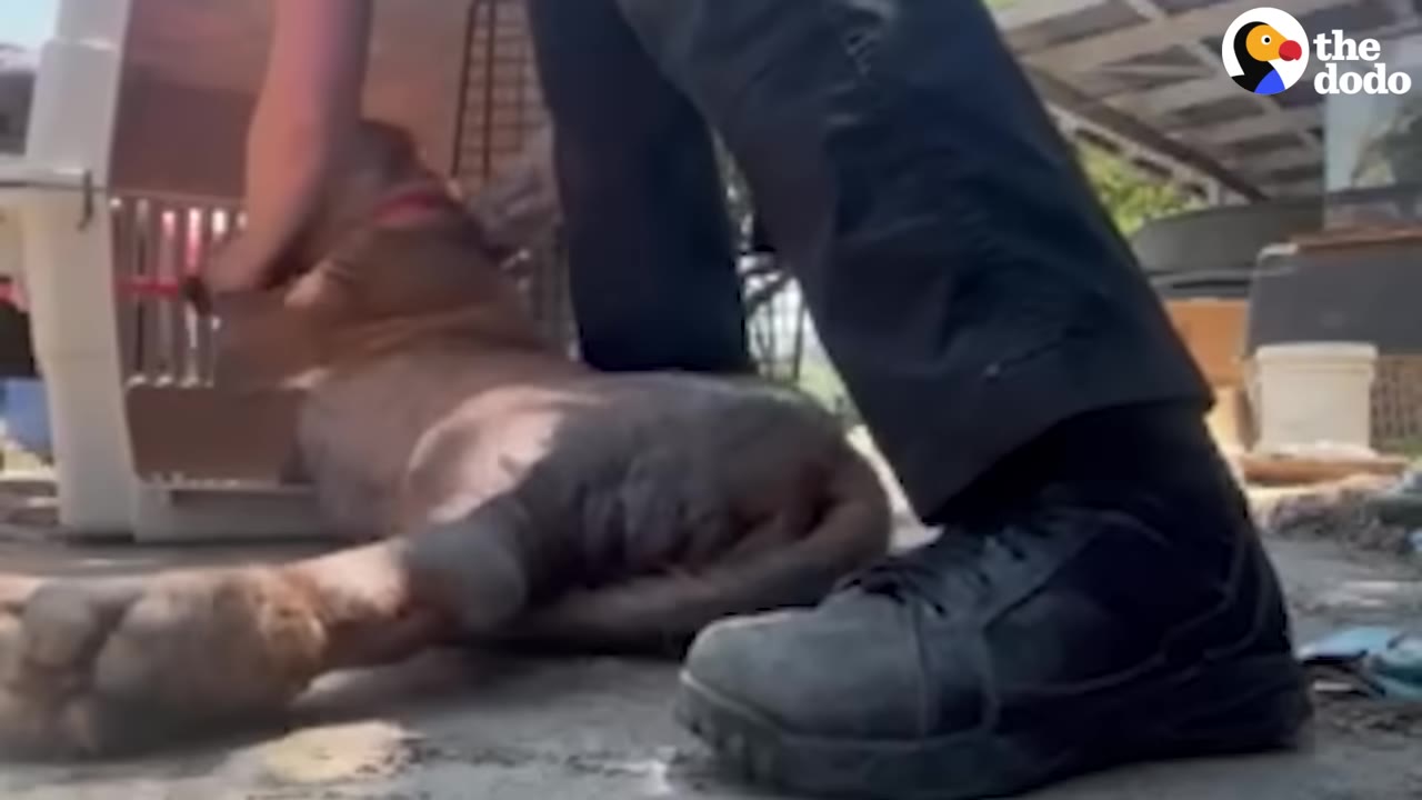 A large dog lies on the ground as a person prepares to lift it into a large plastic transport carrier.