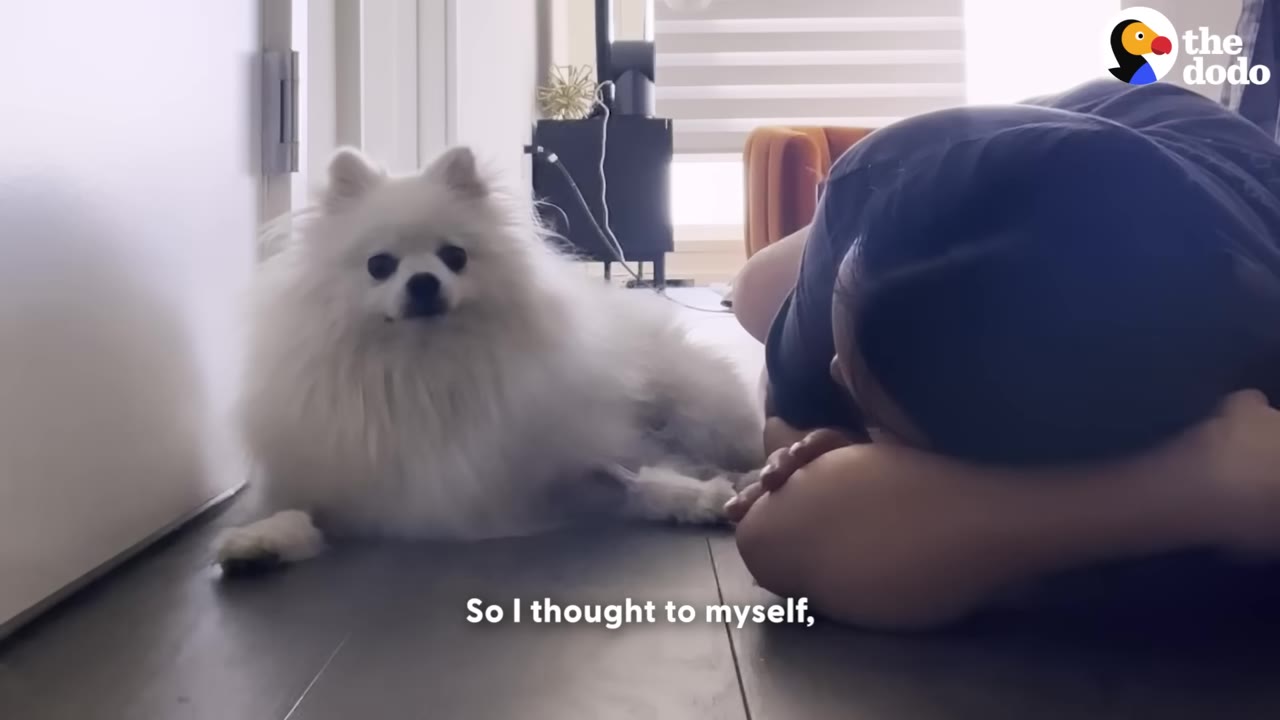 A fluffy white dog lies on the floor looking towards the camera, while a person lies next to it with their head resting heavily on their arms.