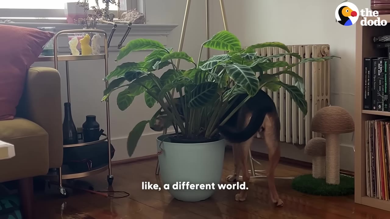 A medium-sized brown and black dog walks behind a large potted green houseplant in a living room.