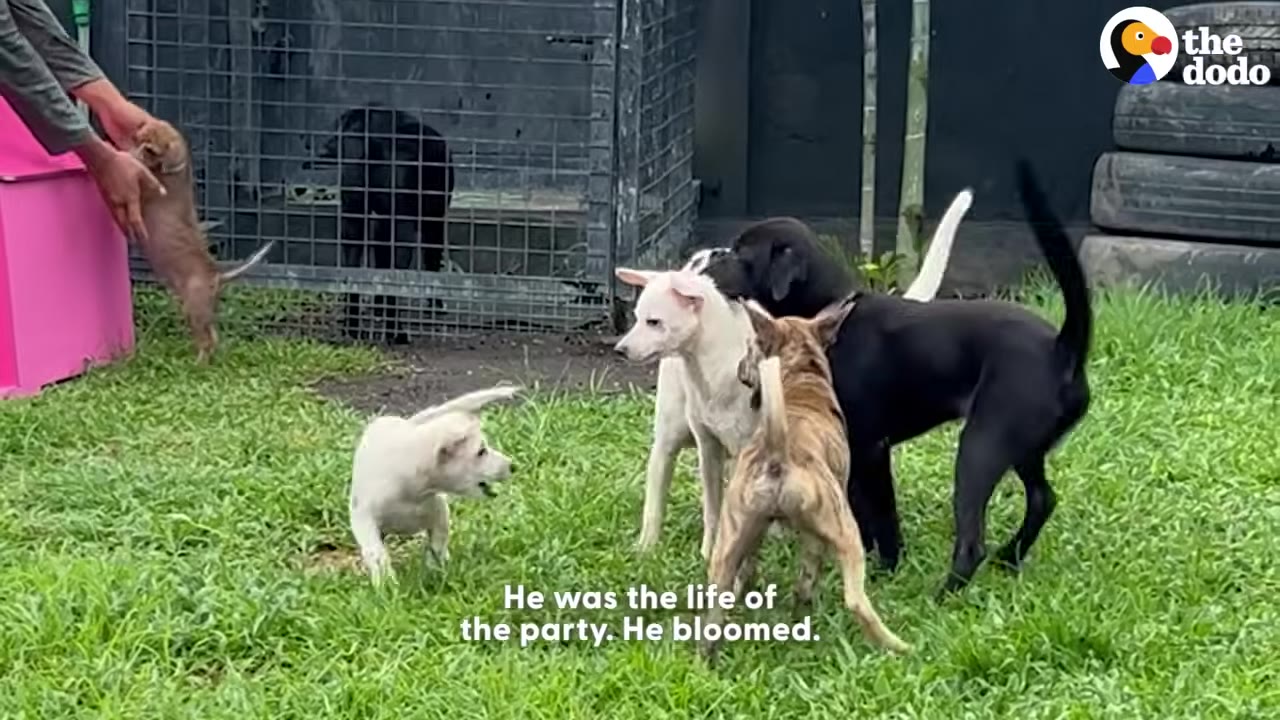 A small white puppy plays with a group of other dogs, including a black dog and a brindle dog, on a grassy lawn at a rescue center.