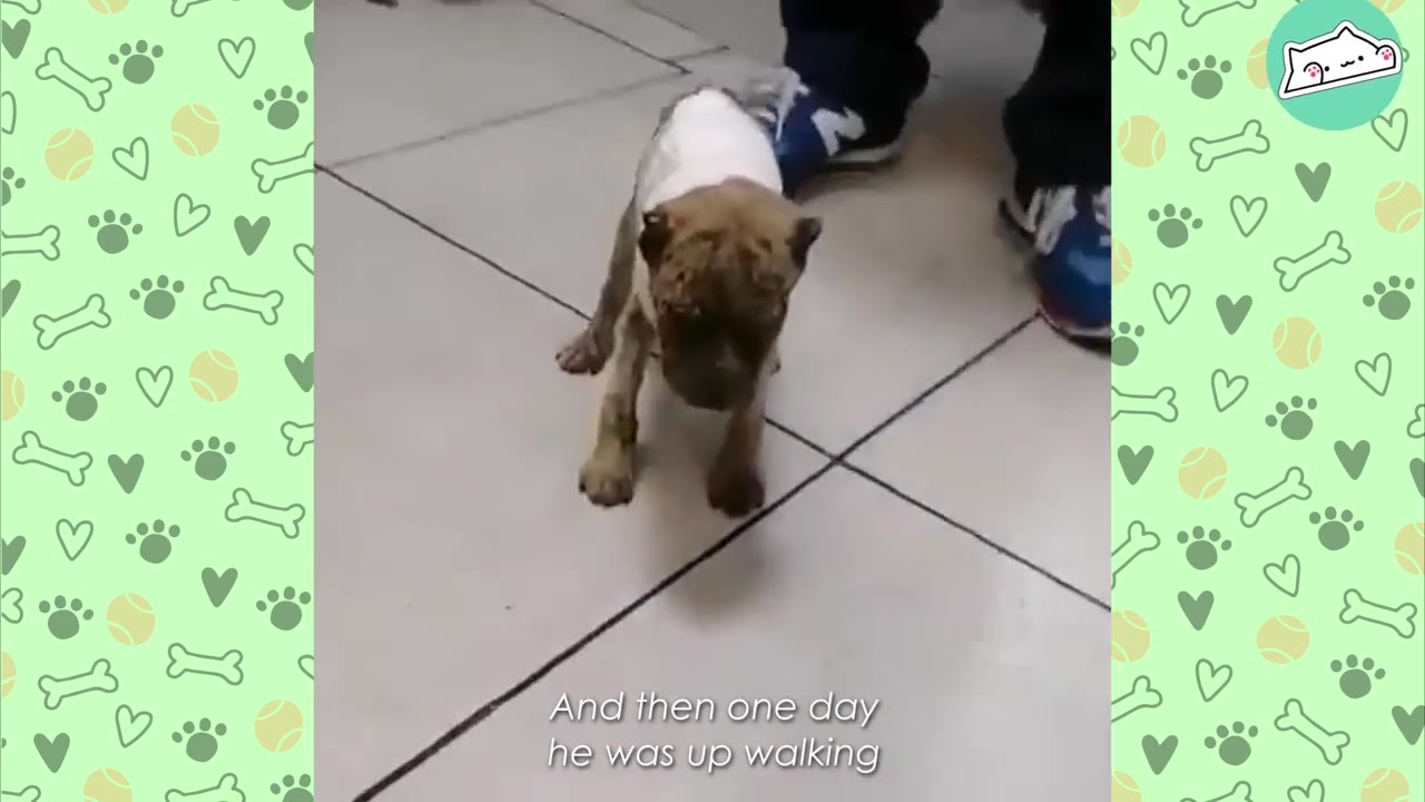A small, brown and white puppy standing on its own on a tiled floor, with a person's legs in blue sneakers visible in the background.