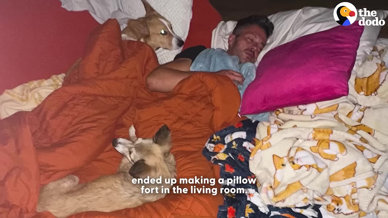 A man sleeping in a makeshift bed on the living room floor surrounded by pillows, blankets, and two dogs.