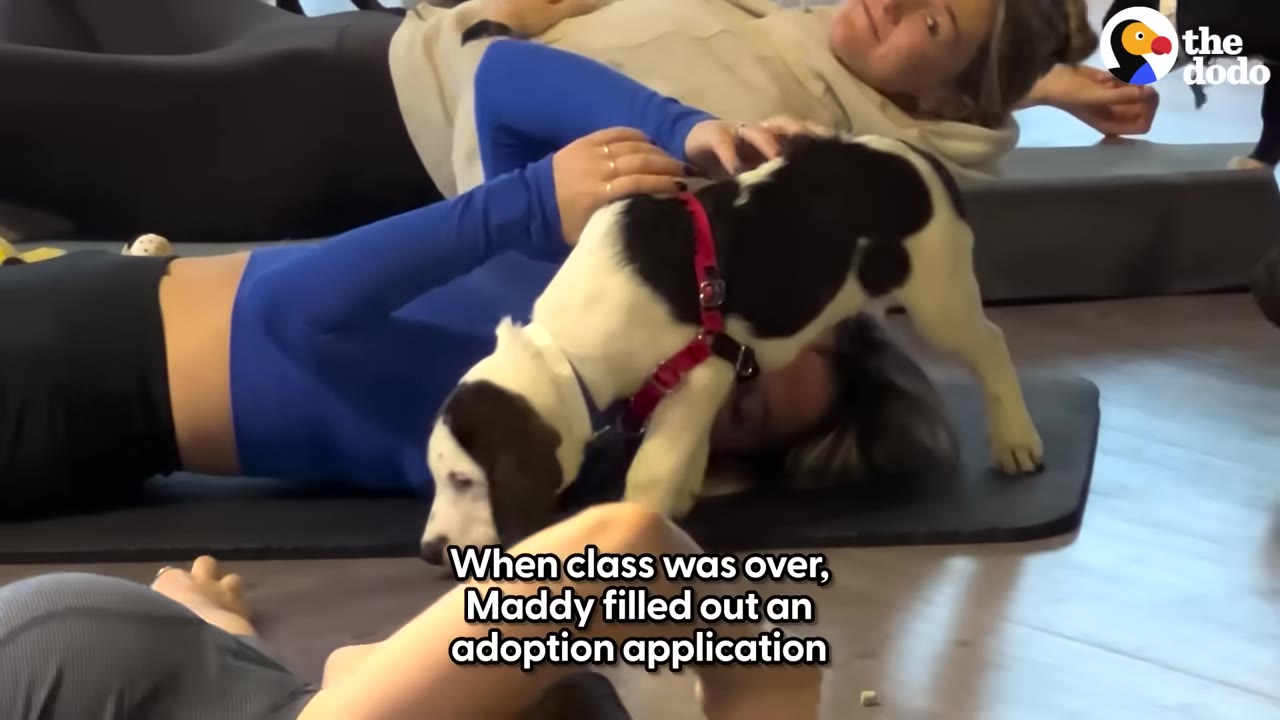 A black and white puppy wearing a red harness stands over a woman lying on a yoga mat, who is gently petting the puppy's back.