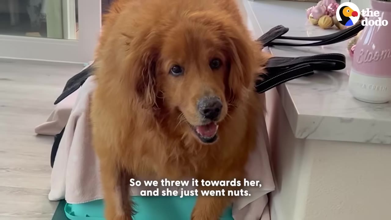 A fluffy golden retriever looks up with wide, alert eyes and perked ears, appearing excited and happy.