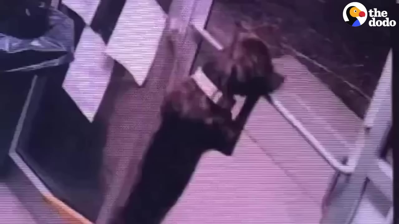 Security camera footage showing a dark-colored dog standing on its hind legs to reach a door handle.