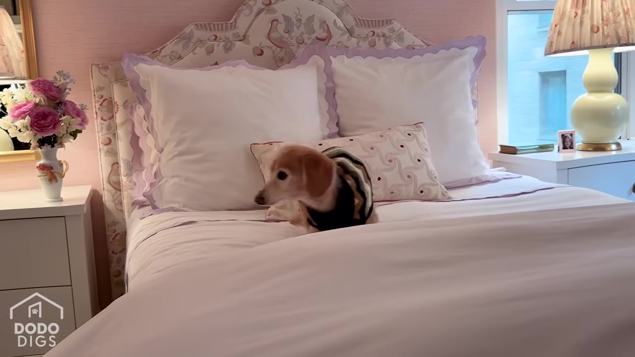A small dachshund wearing a striped sweater sits on a neatly made bed with white pillows and a floral headboard.
