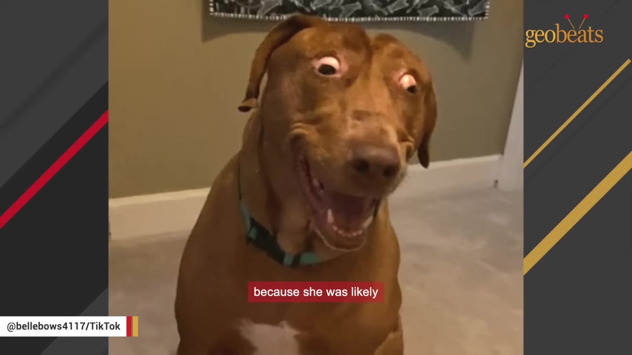 A close-up shot of a brown dog named Belle looking directly at the camera with wide, expressive eyes and an open mouth.