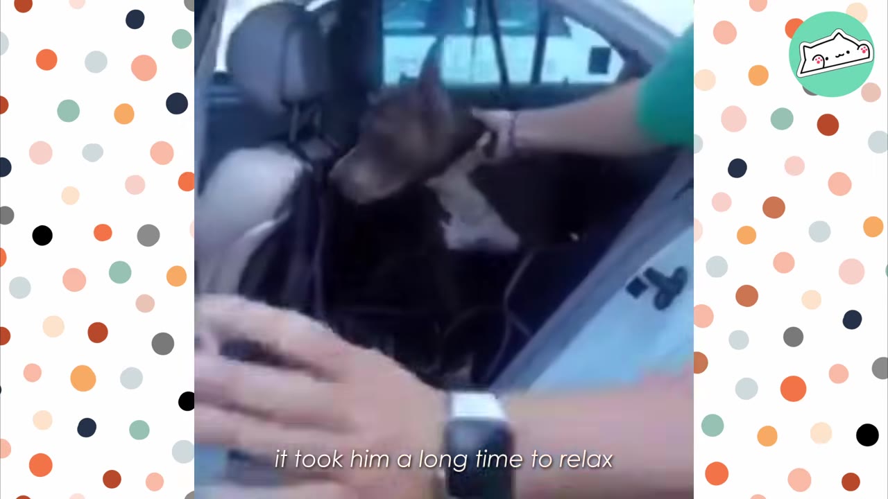 A brown and white dog sitting in the back seat of a car as a person reaches in to comfort him.