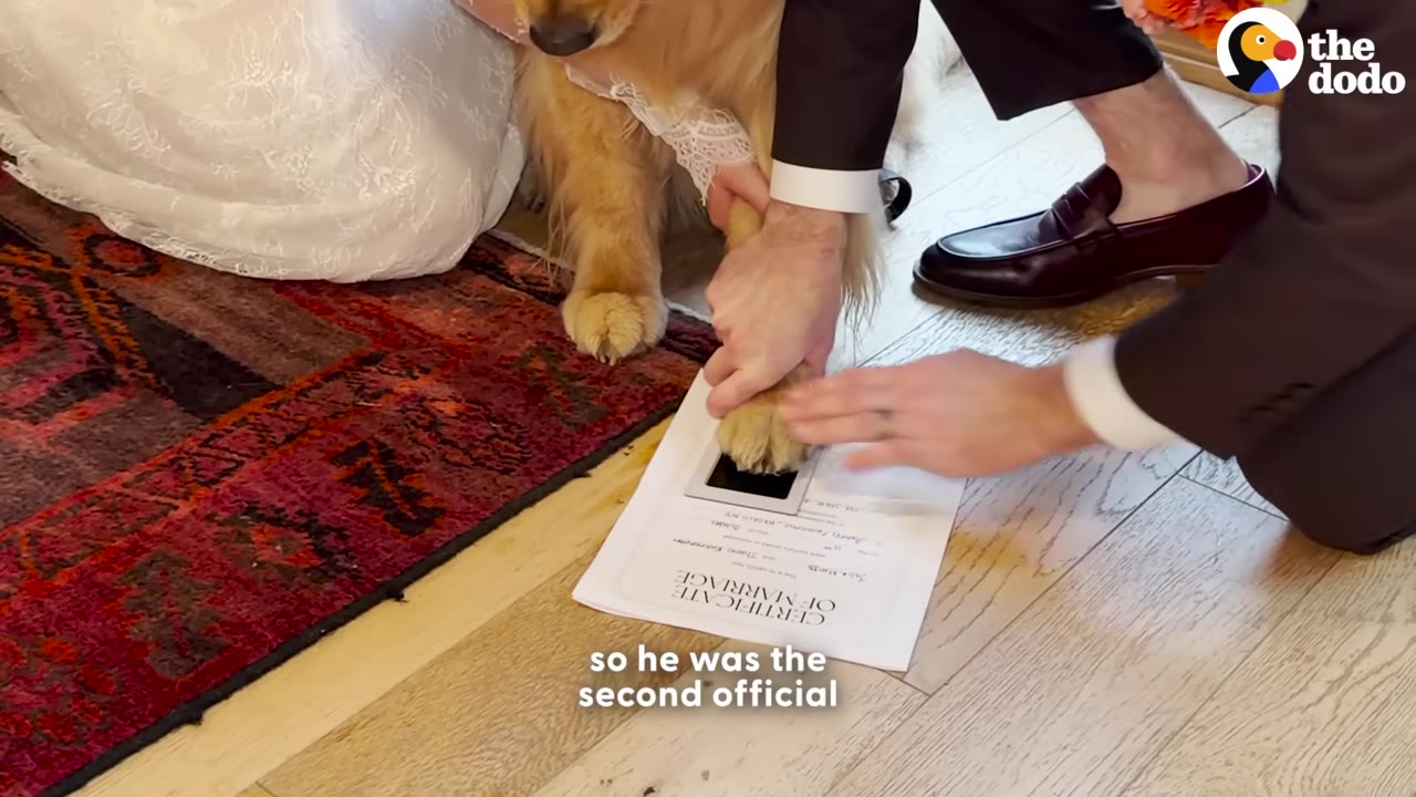 A close-up shot of a golden retriever's paw being guided by a person's hand to stamp an ink pad on top of a Certificate of Marriage document on the floor.