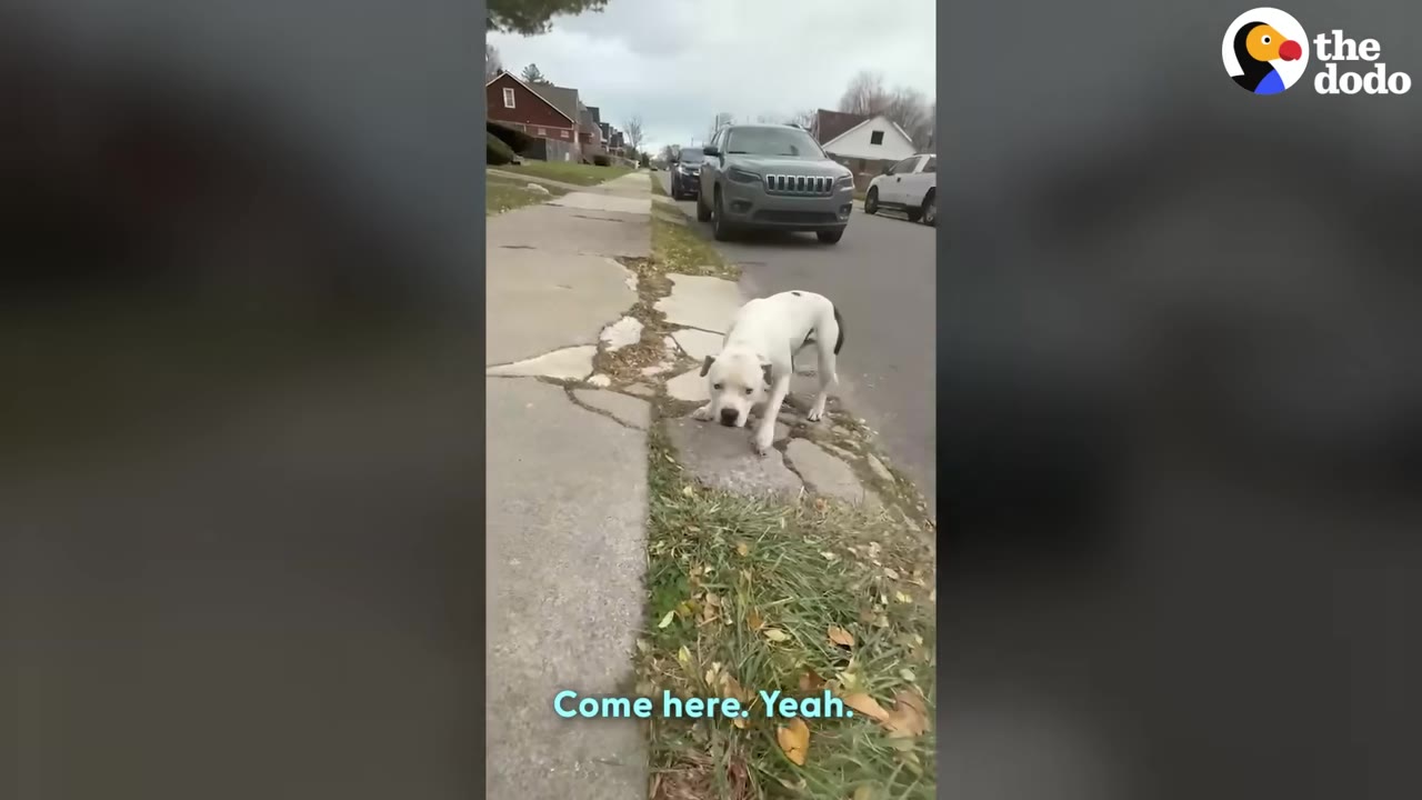 A white dog with black spots crouches cautiously on a cracked concrete sidewalk next to a street with parked cars.