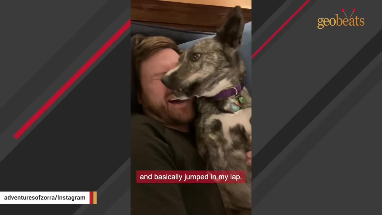 A brindle dog with a purple collar jumps onto a smiling man's lap, leaning in close to his face.