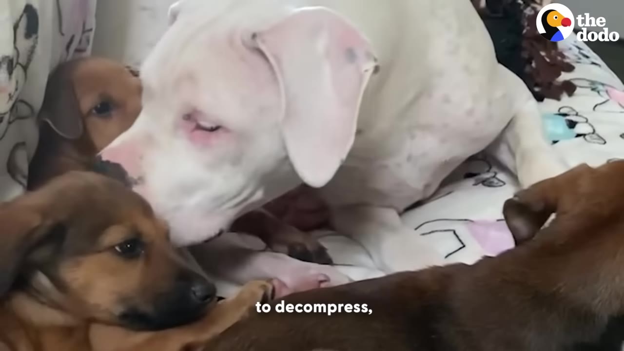 A large white dog gently nuzzles a small brown puppy on a patterned blanket.