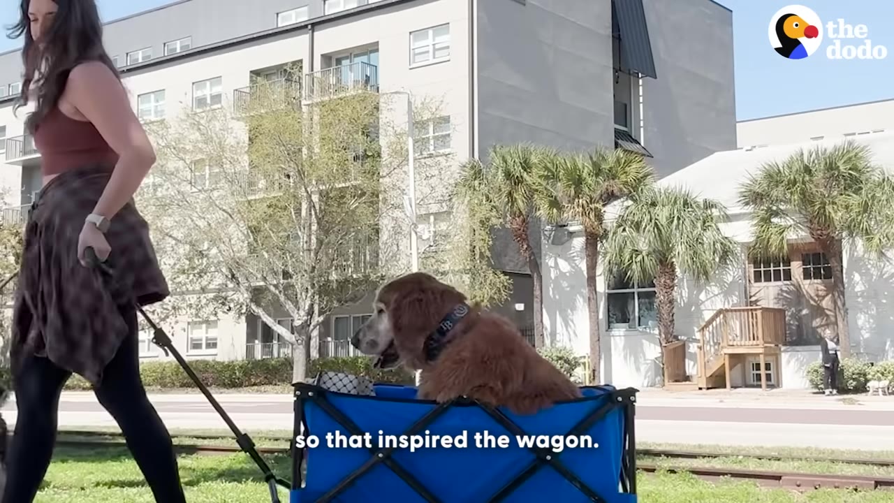 A woman pulls a golden retriever sitting inside a blue folding wagon outdoors on a sunny day.