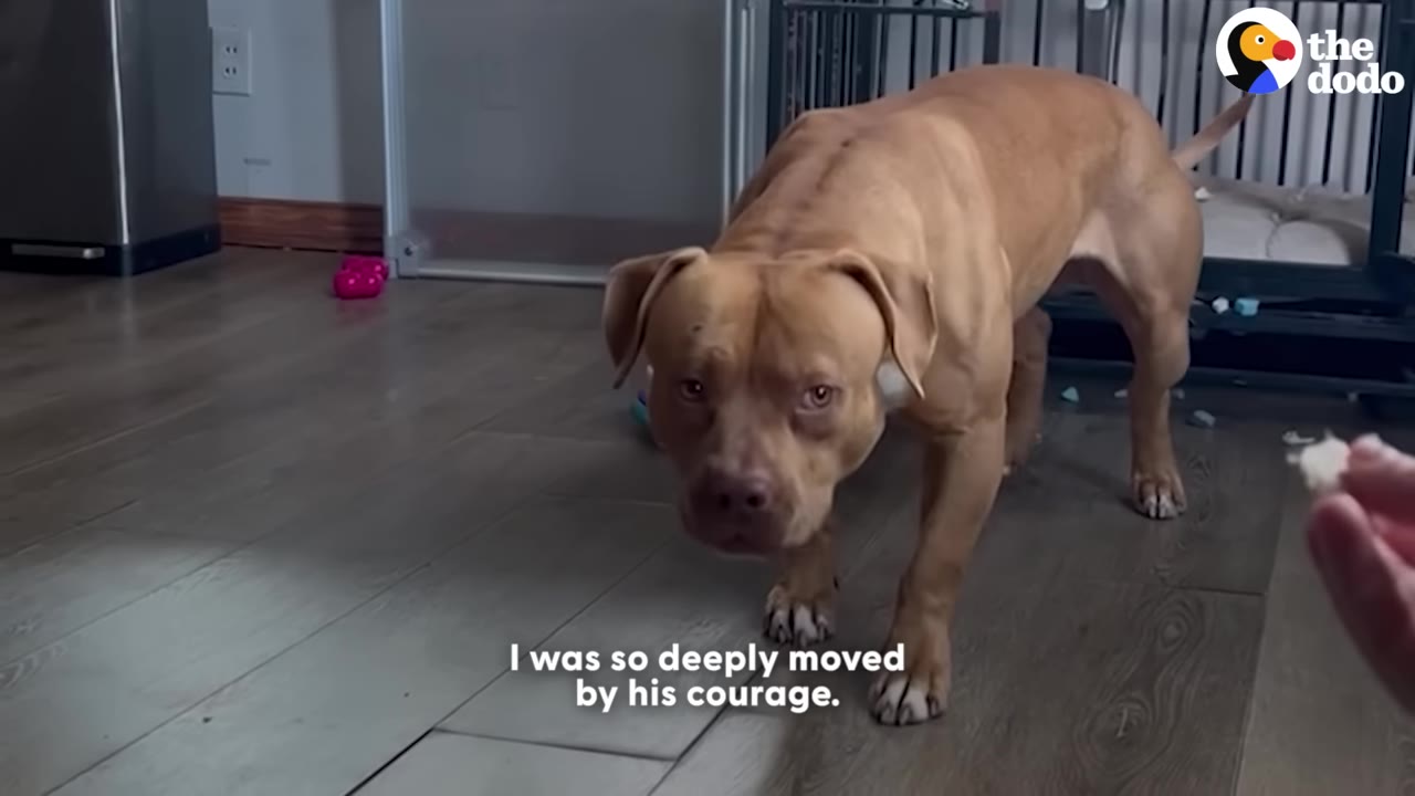 A tan dog cautiously steps out of a metal crate on a wooden floor, looking intently at a hand holding a treat.