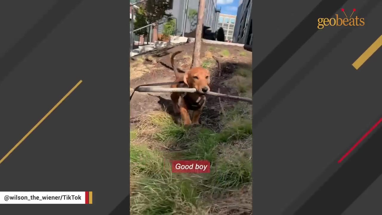 A small brown dachshund puppy walks down a grassy slope outdoors while proudly carrying a long stick in its mouth.