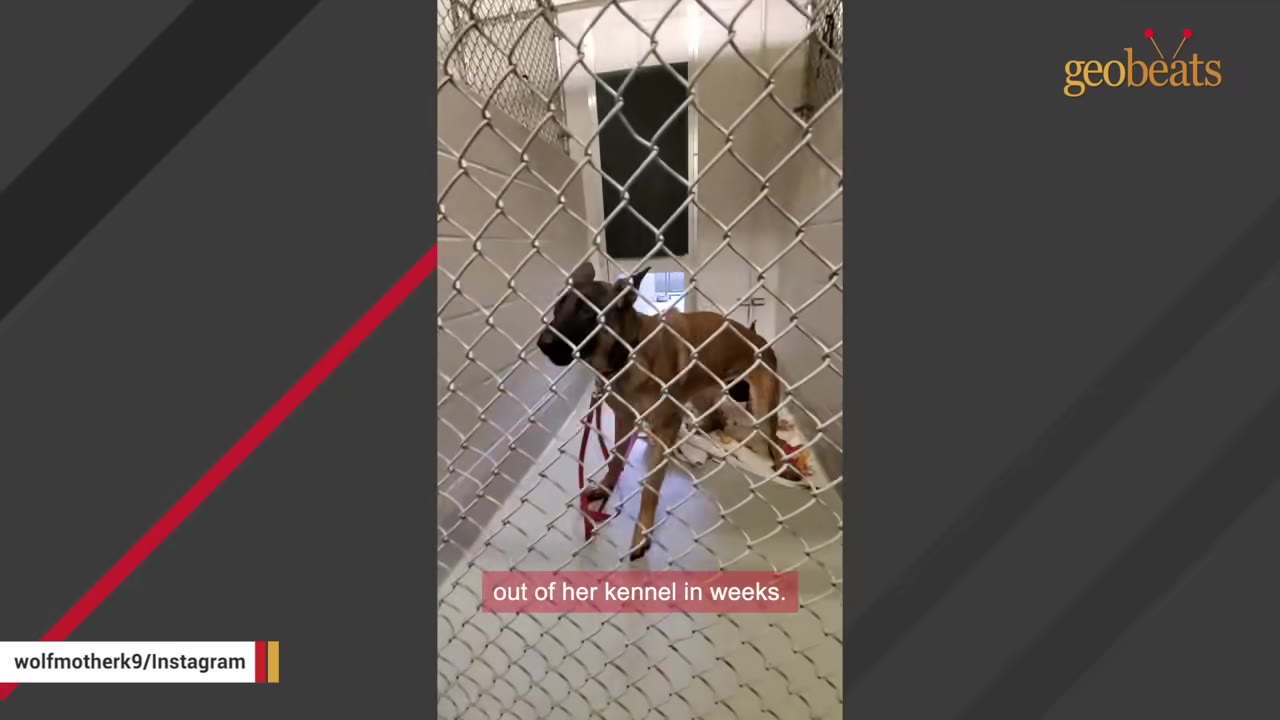 A brown dog stands inside a chain-link kennel run, looking towards the side.