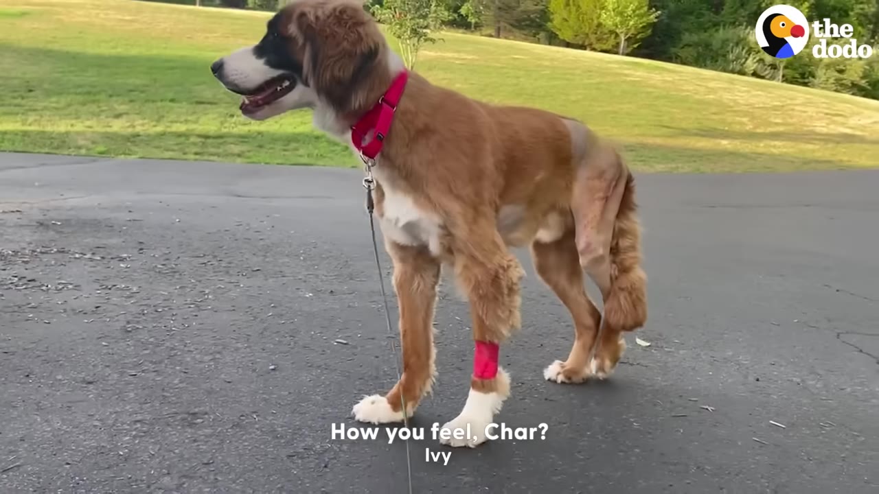 A brown and white dog with a pink collar and a pink bandage on his front leg stands on a paved driveway, showing shaved fur on his hind leg from a recent surgery.