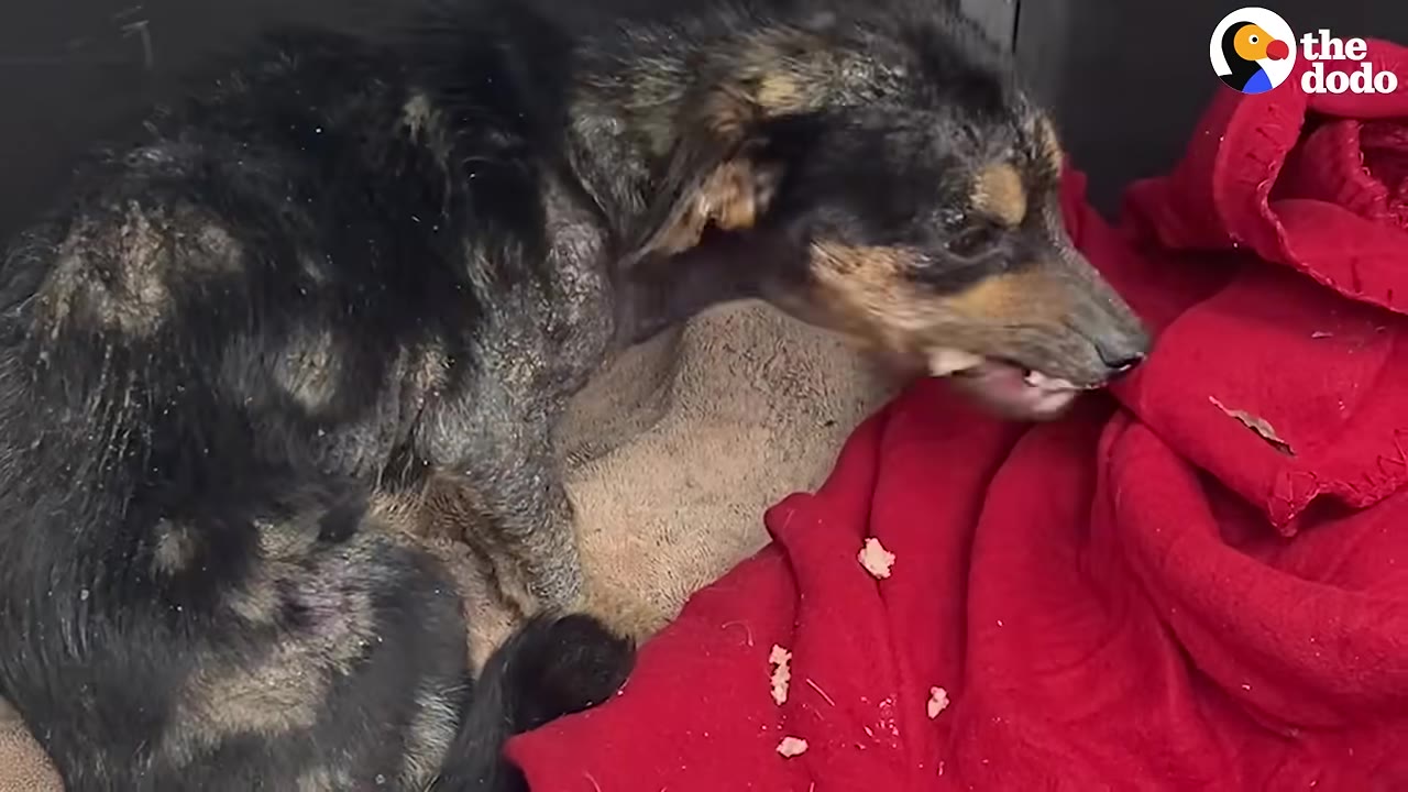 A small black and tan dog with severe skin issues and hair loss sits on a tan blanket next to a red blanket.