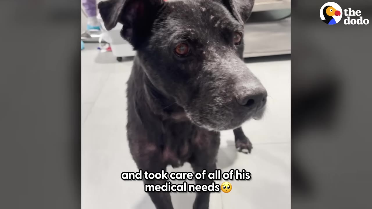 A close-up shot of a black dog with patchy fur on its face, looking towards the camera in a clinic setting.