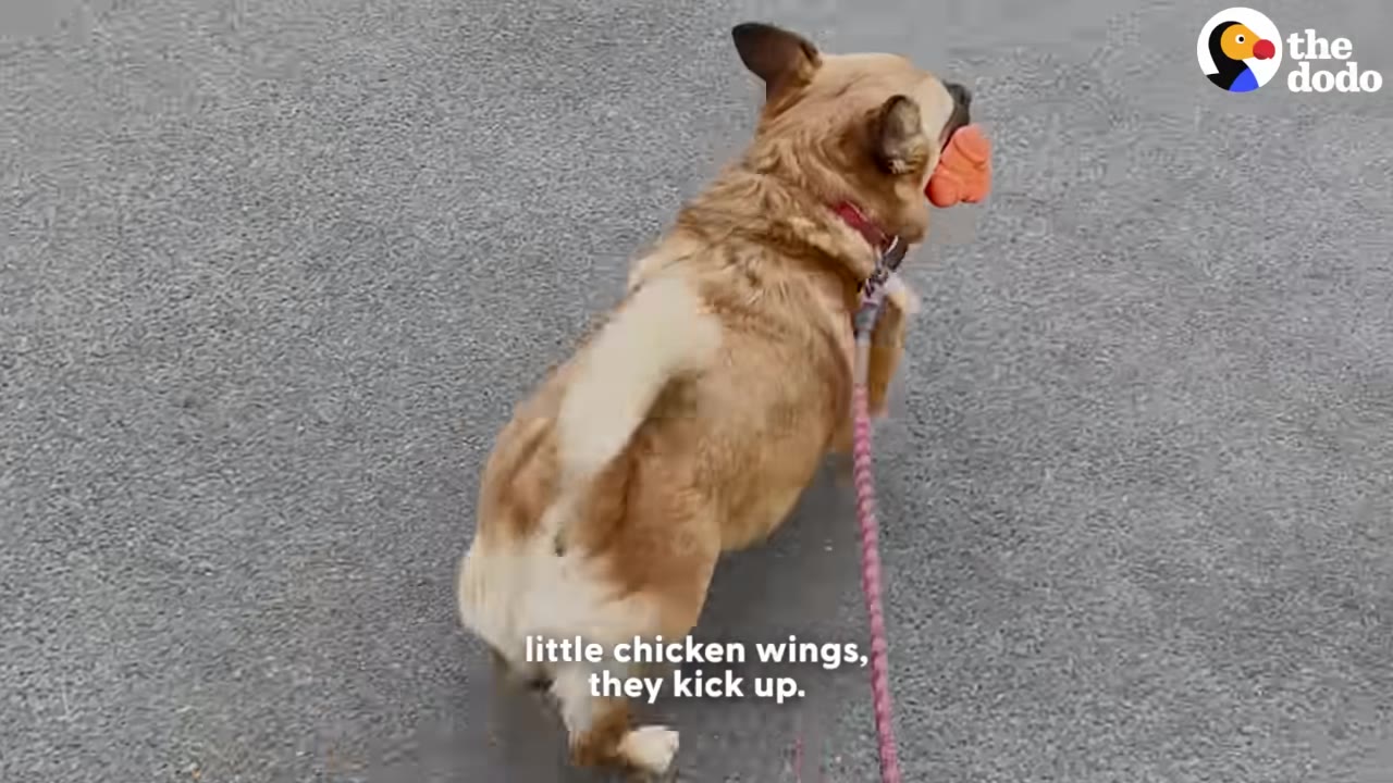A small tan dog on a leash walks away on an asphalt path, carrying an orange toy in its mouth with its back legs kicking up in a strut.