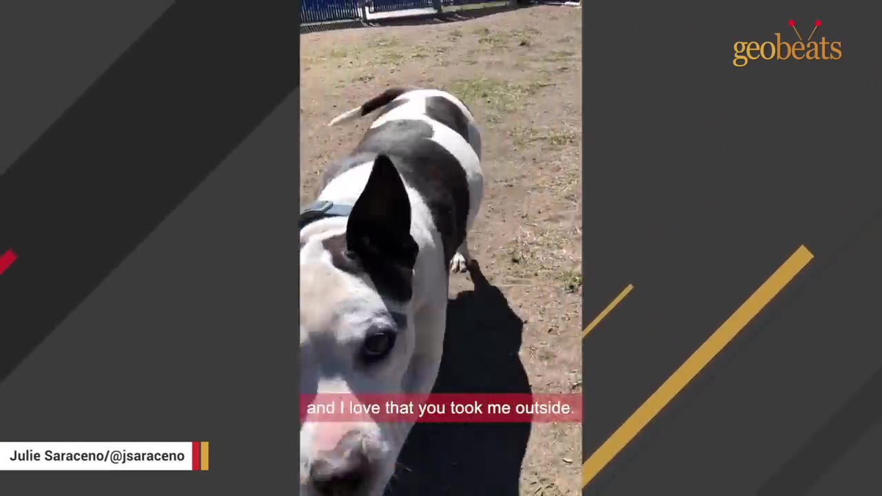 A black and white dog walking outside in a sunny yard, looking up towards the camera.