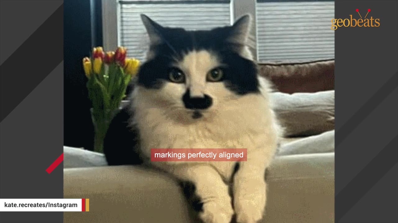 A close-up portrait of a fluffy black and white cat with a distinct black marking resembling a mustache on its upper lip.