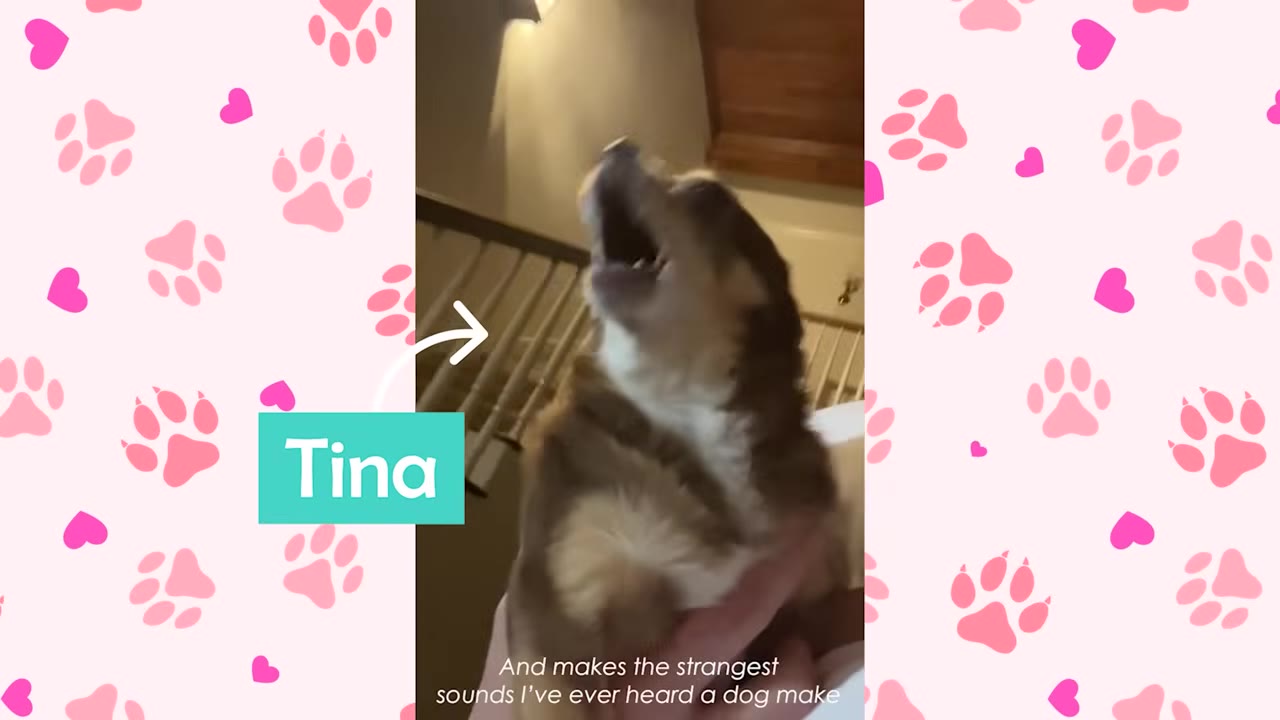 A small brown and tan Chihuahua-mix dog named Tina with her mouth wide open as if howling or making a loud sound.