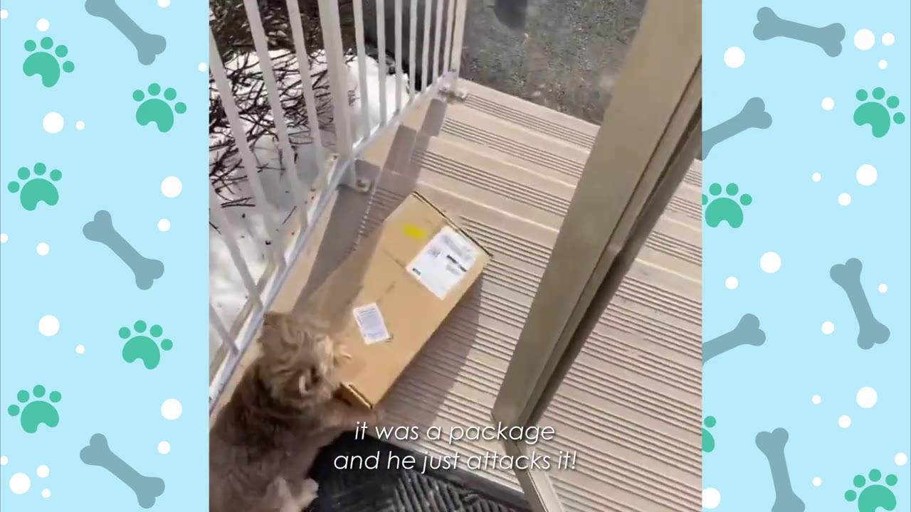 A small brown dog stands on outdoor porch steps next to a cardboard delivery package.