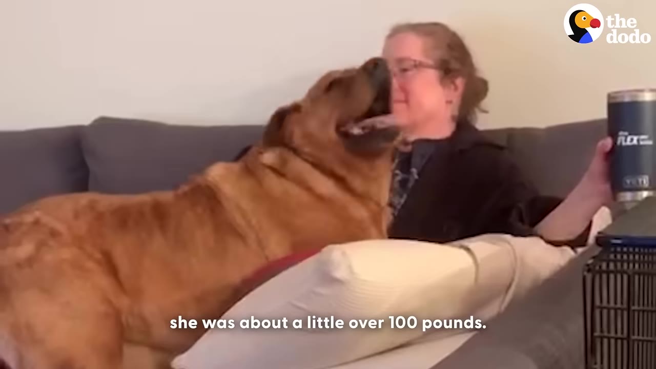 A large brown dog sits on a grey couch next to a person, leaning back happily with its mouth open.