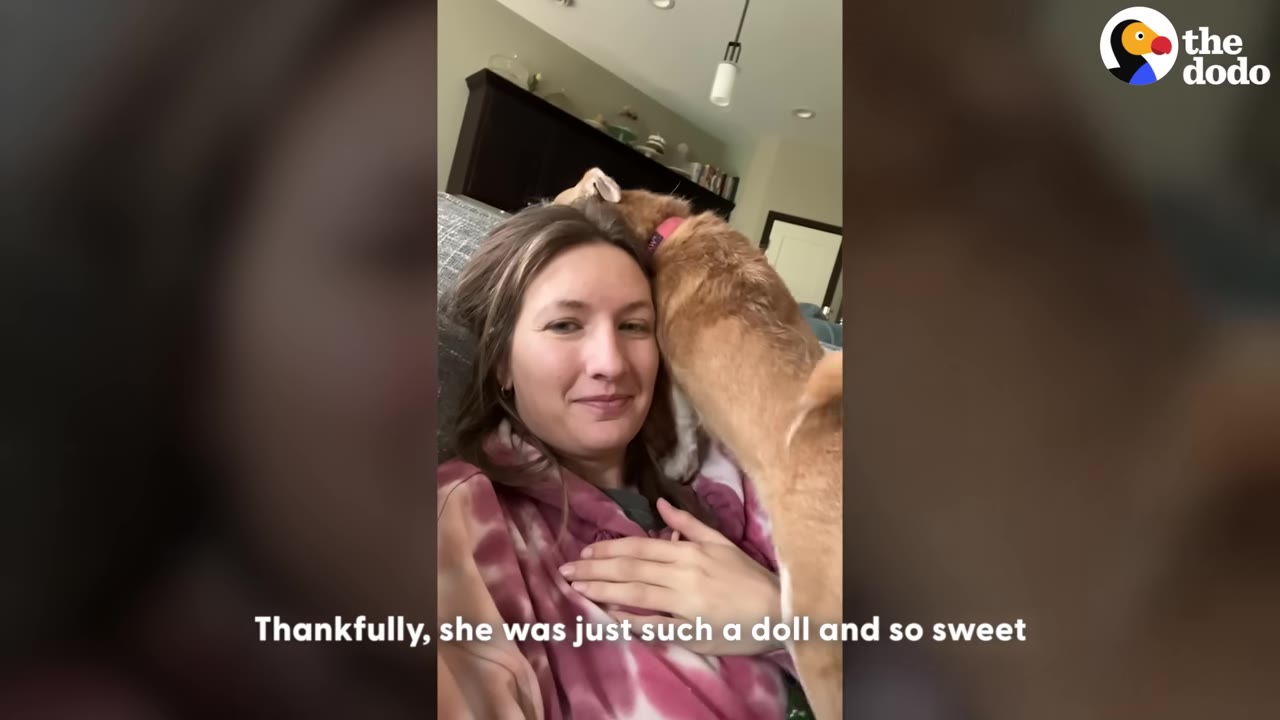 A small tan and white dog nuzzles the side of a smiling woman's face as she lies back on a couch.