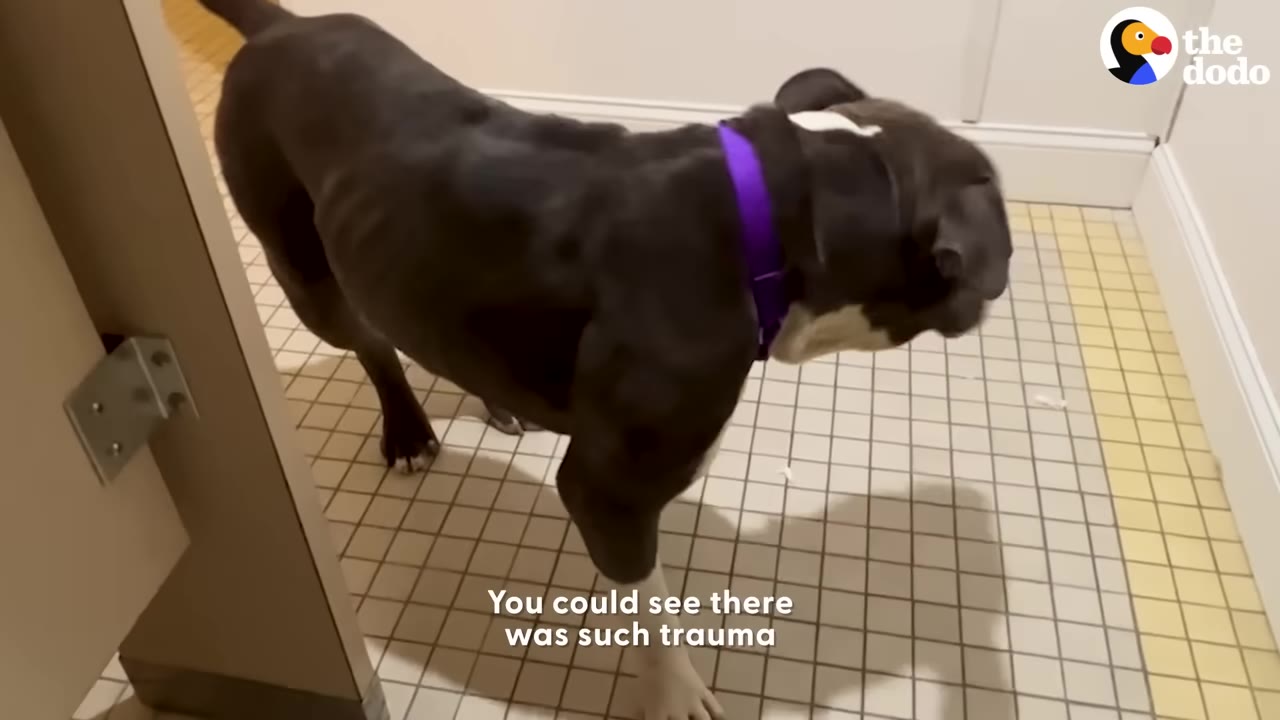 A thin, dark-colored pit bull with a purple collar stands on a tiled floor, looking down with a tense posture.