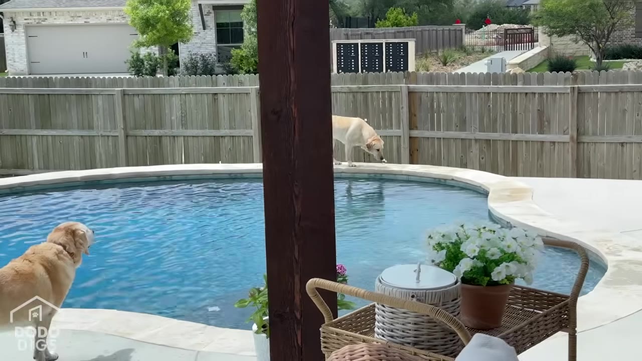 Two golden retrievers by a backyard swimming pool, with one dog standing on the edge of the pool and another looking on from the patio.