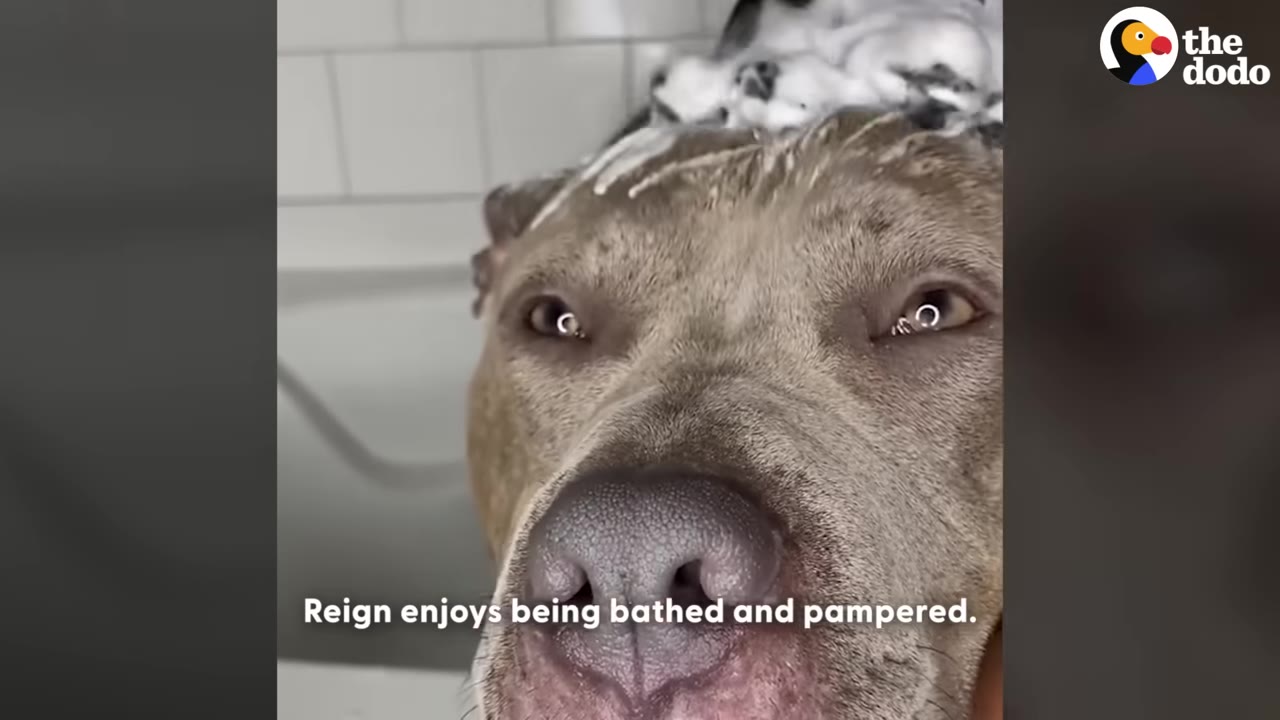 A close-up of a grey pit bull's face with white soapy suds on top of its head during a bath.