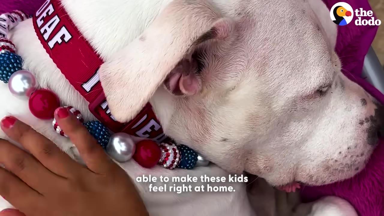 A close-up of a white dog wearing a red collar that says 'DEAF' and a beaded necklace, being gently petted by a person's hand.