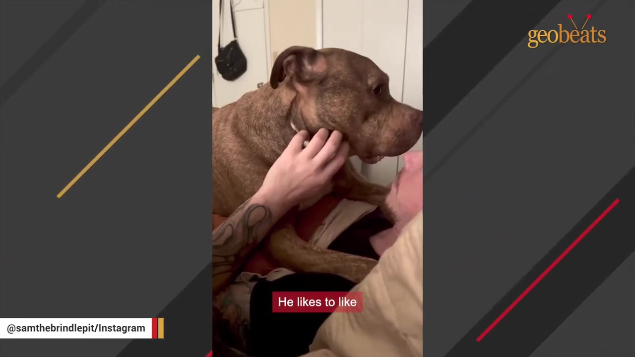 A large brindle dog lies on top of a person resting on a bed, acting like a weighted blanket as the person gently pets its face.