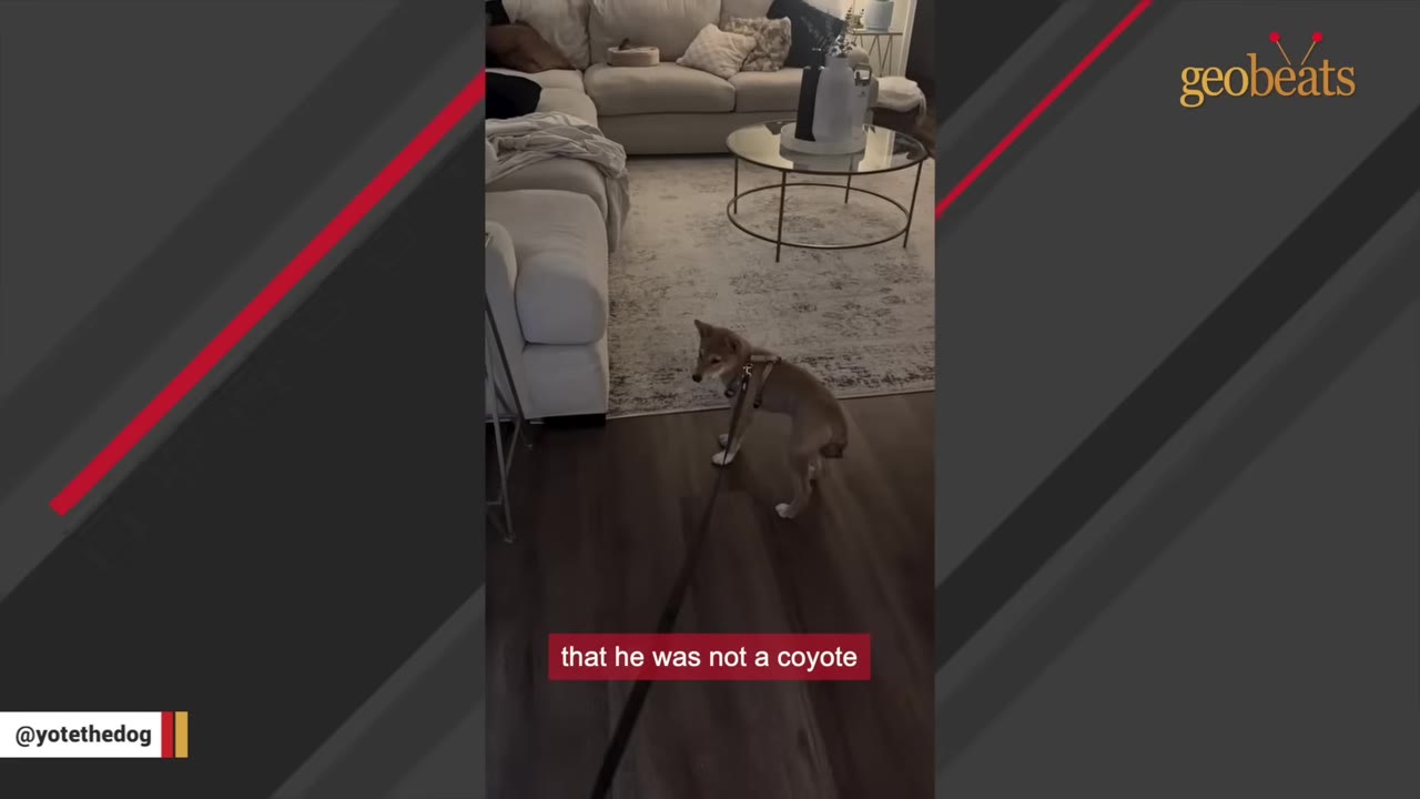 A small, tan puppy wearing a harness stands on a wooden floor in a living room, with a caption reading 'that he was not a coyote'.