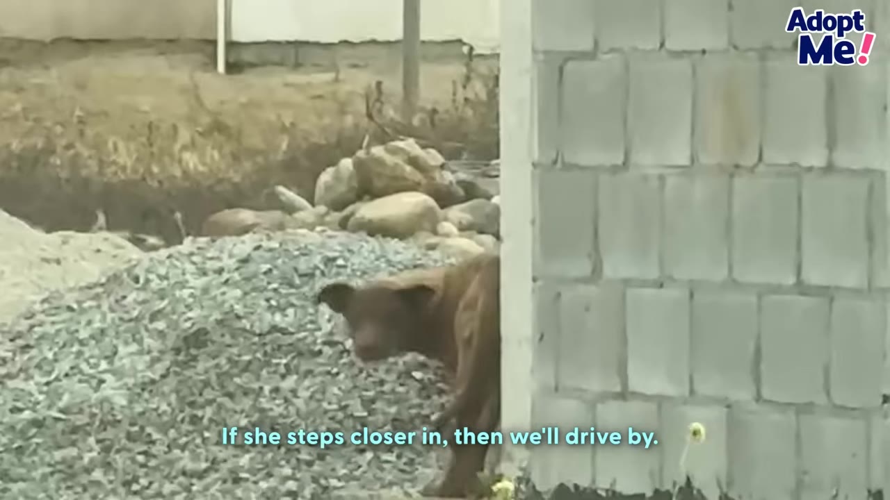 A brown dog cautiously peeks out from behind a concrete block wall next to a pile of gravel.