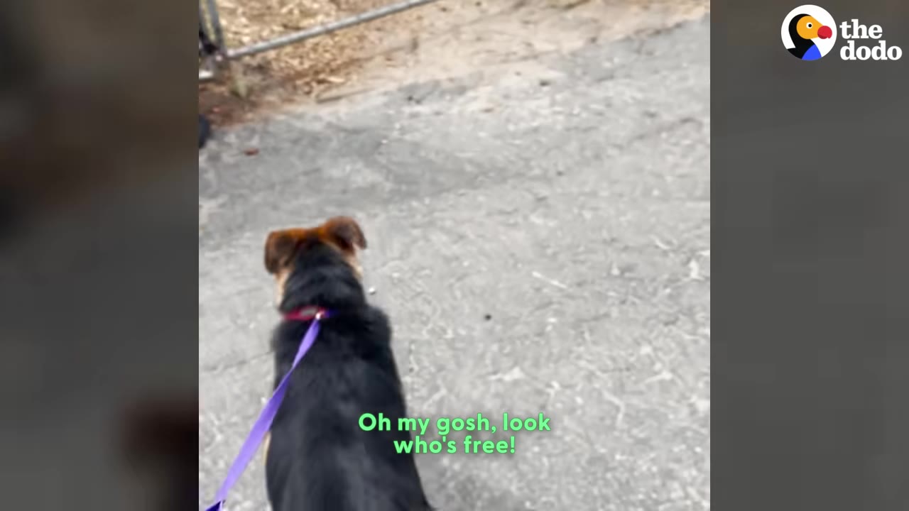 A German Shepherd puppy seen from behind, walking on a leash outdoors on a paved path.