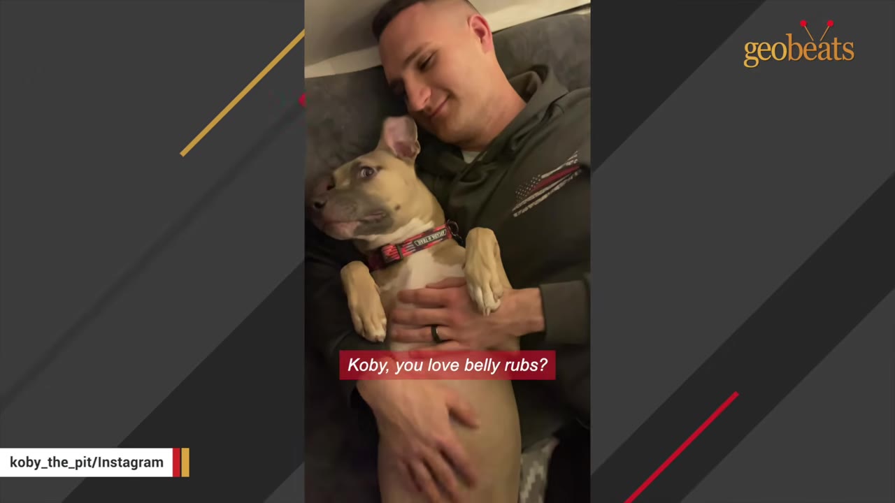 A tan and white dog named Koby lies on his back receiving belly rubs from a man, looking up with wide, expressive eyes.
