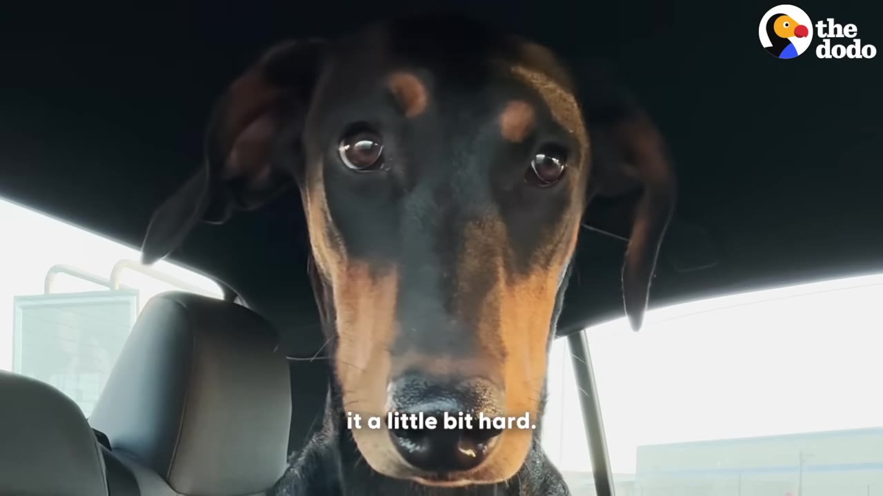 A close-up shot of a black and tan Doberman dog looking directly into the camera from the back seat of a car.