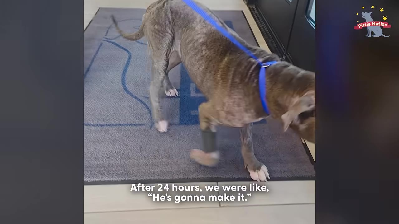 A brown dog with a blue leash walks on a gray mat, with text overlay reading, 'After 24 hours, we were like, "He’s gonna make it."'