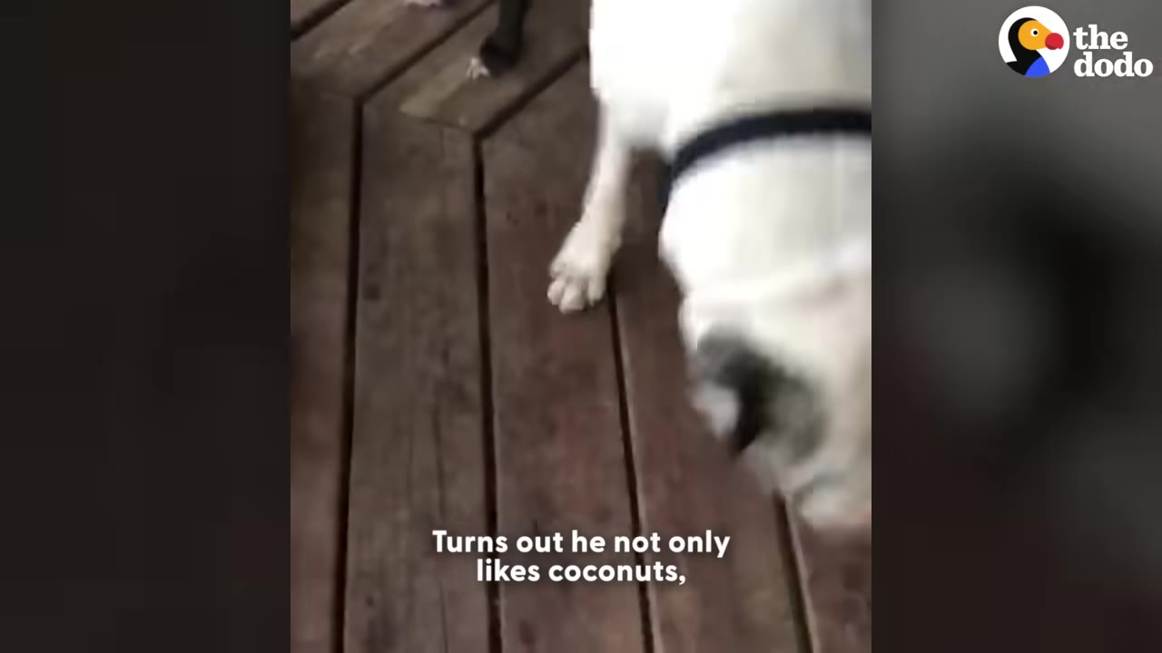 A white dog with a dark collar sniffs a wooden deck floor.