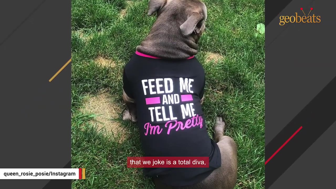 A grey bulldog sitting on green grass from behind, wearing a black shirt that reads 'FEED ME AND TELL ME I'm Pretty' in white and pink letters.