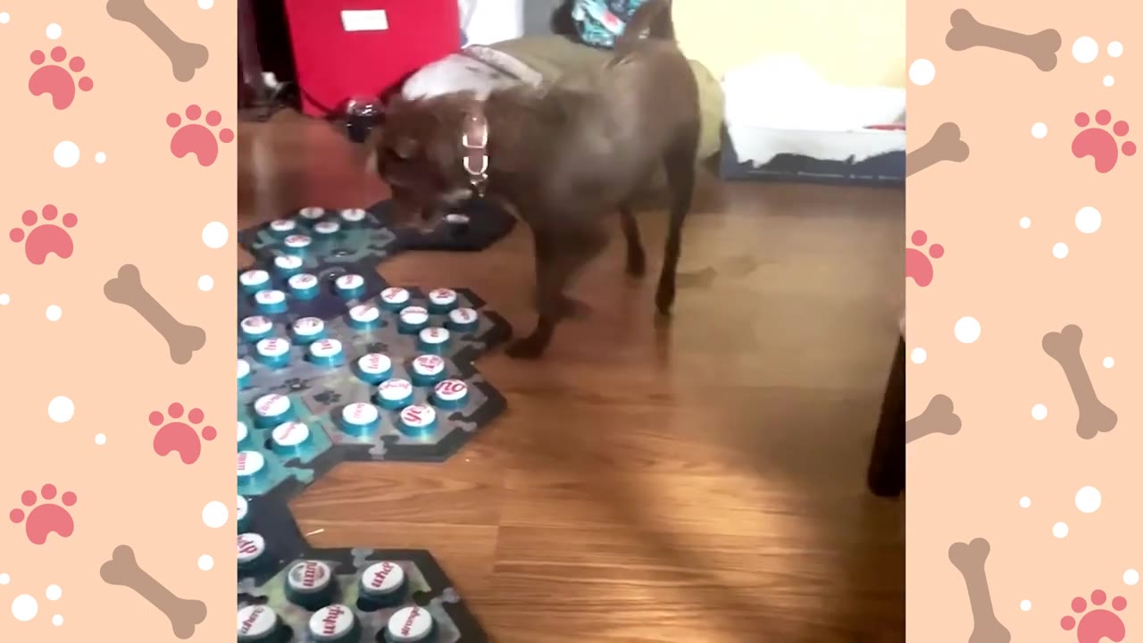 A small brown dog stands on a wooden floor next to a large, hexagonal-shaped board filled with blue and white recordable talking buttons.